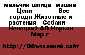 мальчик шпица (мишка) › Цена ­ 55 000 - Все города Животные и растения » Собаки   . Ненецкий АО,Нарьян-Мар г.